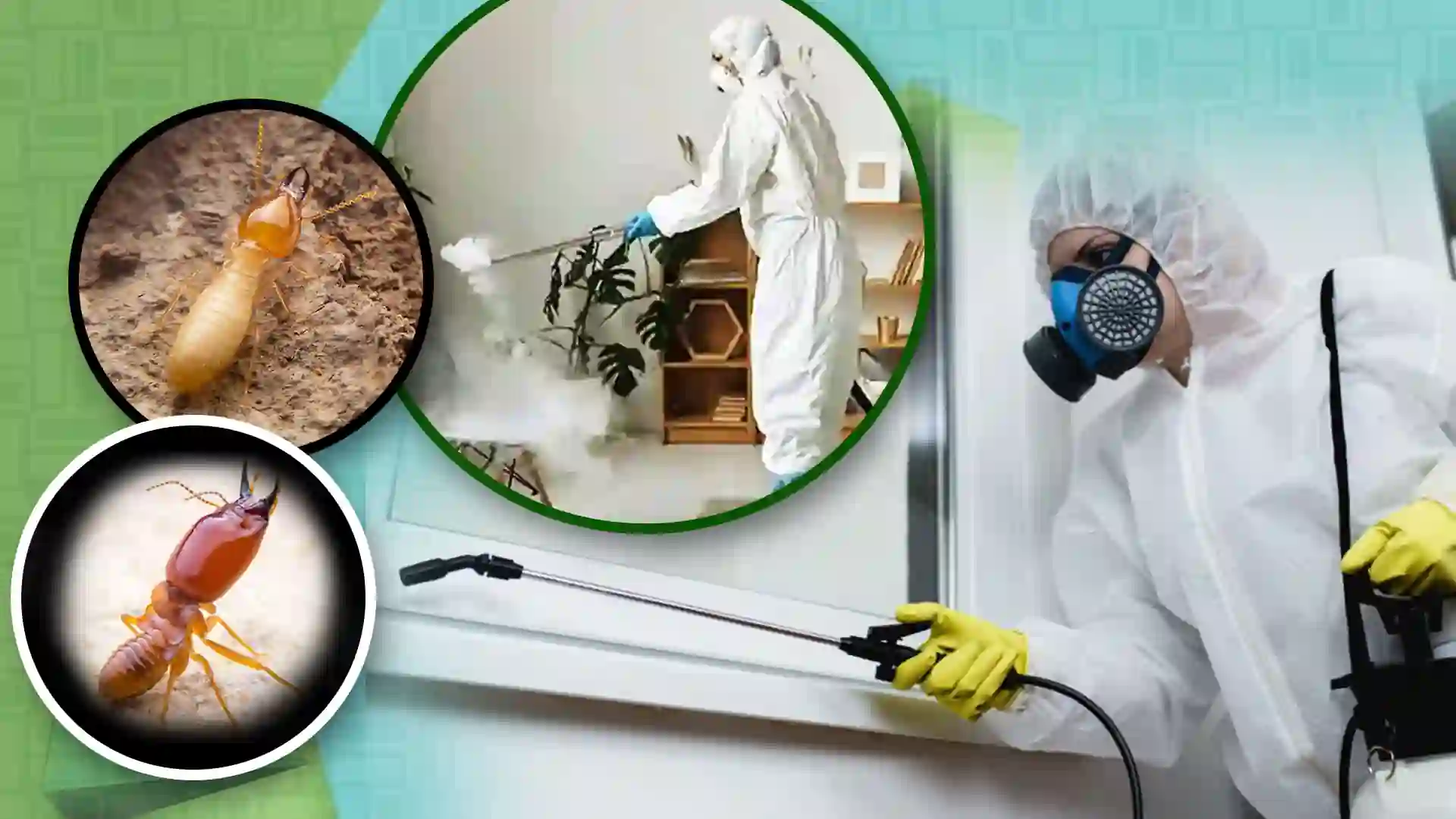 Anti termite treatment and pest control management in Guwahati Assam
