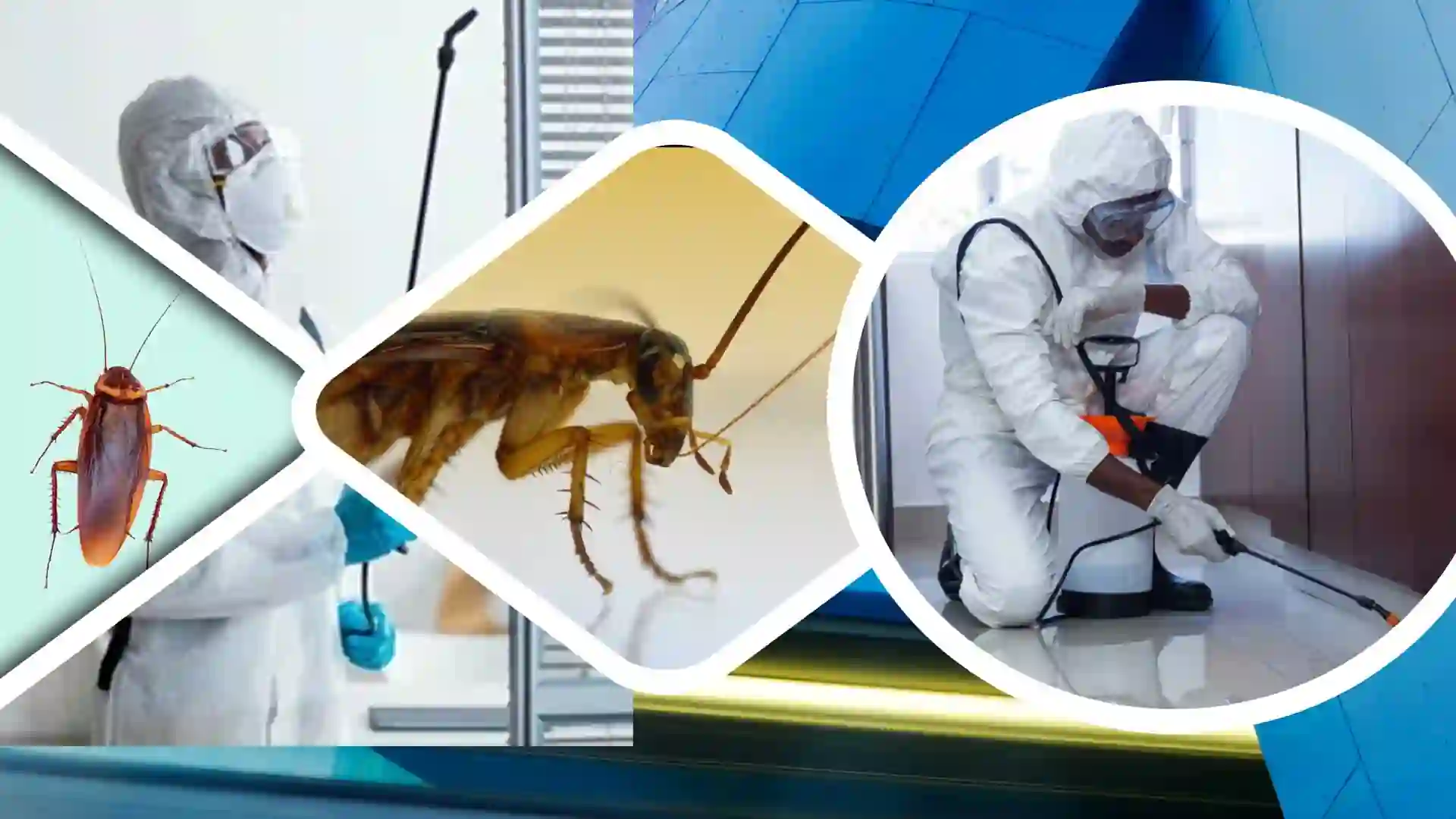 Cockroach control and pest control services in Guwahati Assam
