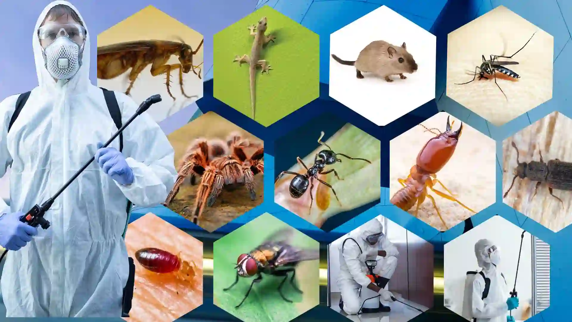 Professional pest control treatment by Maa Kamakhya Pest Control Company