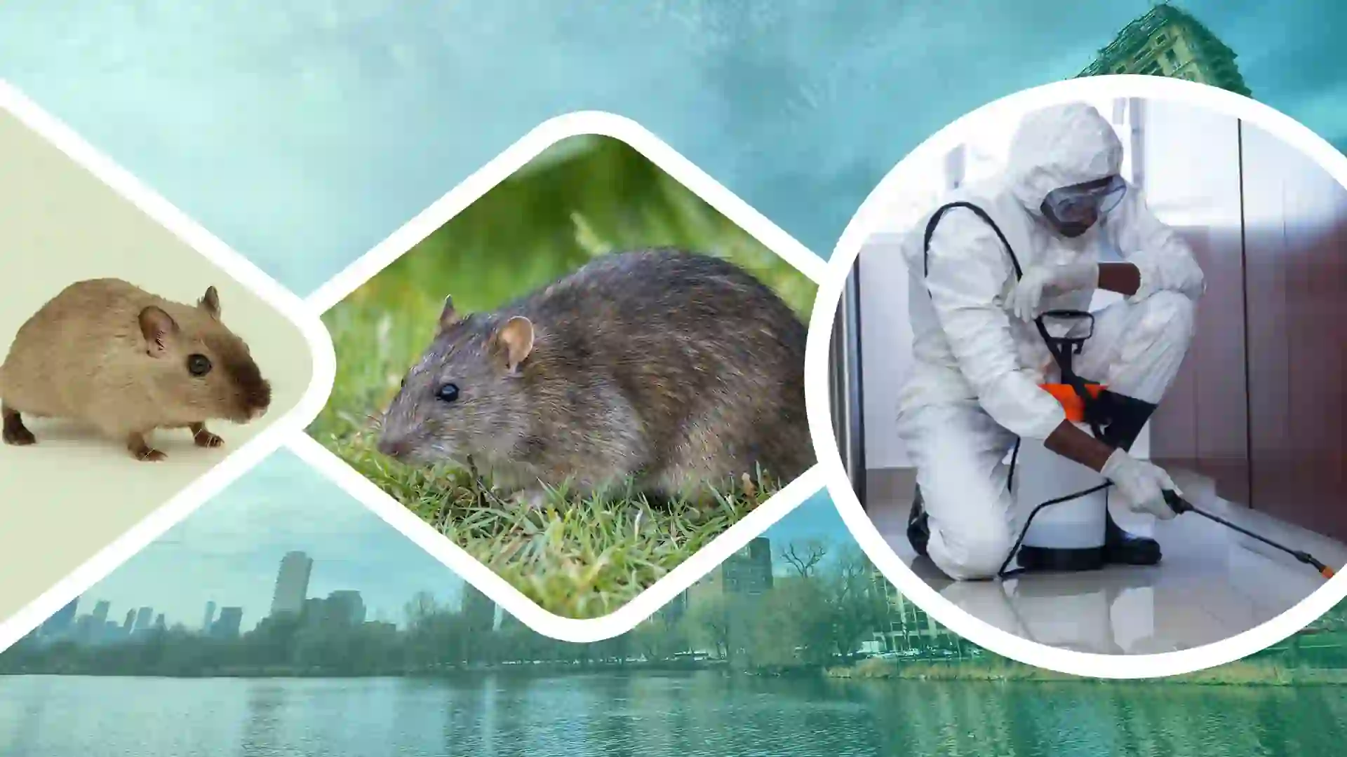 Rodent control and pest control in Guwahati Assam