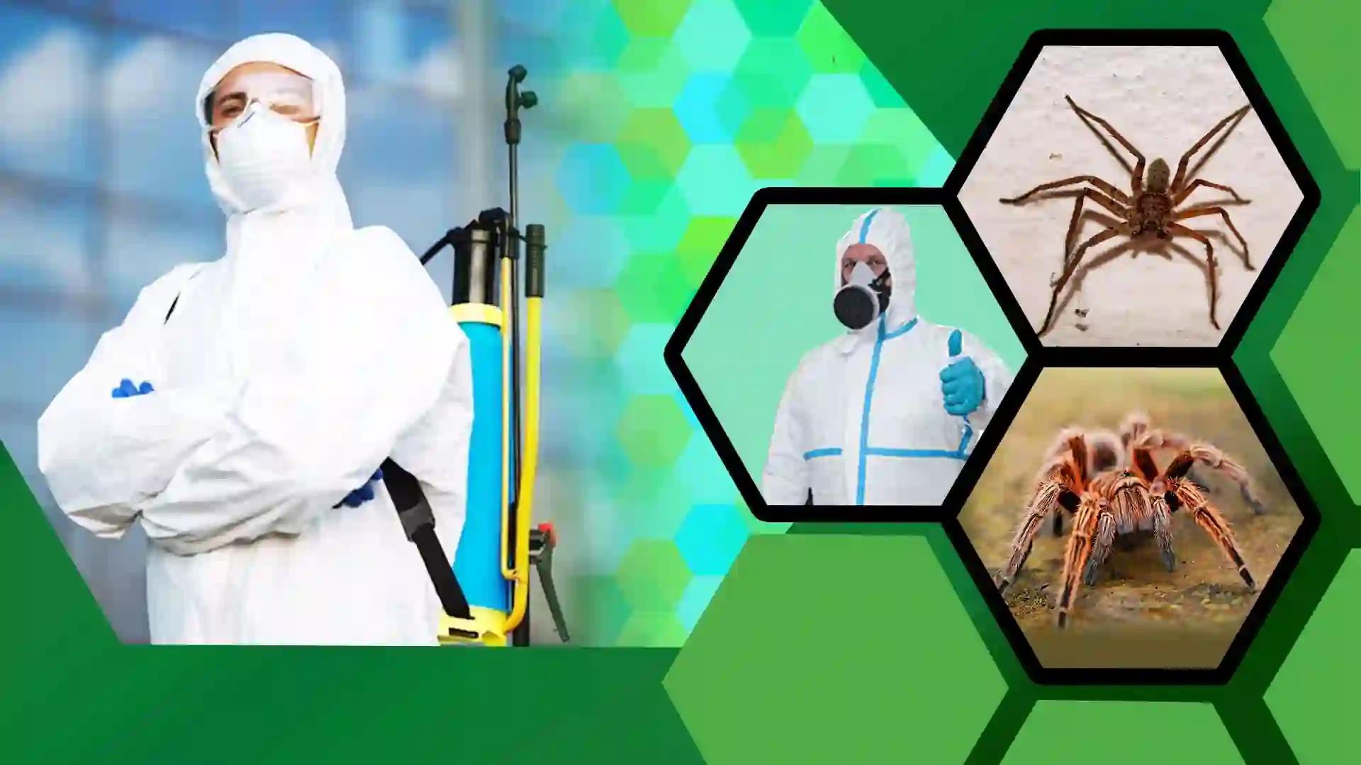Spider control and pest control in Guwahati Assam